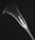 "Calla", radiograph of calla lily, 2014