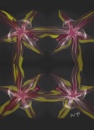 fourlilies.jpg