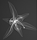 "Lily1", radiograph of lily, 2014